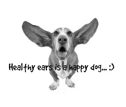 dog with healthy ears
