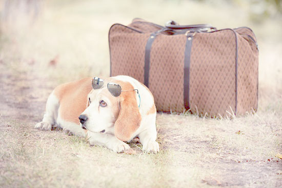 Tips for travelling with pet