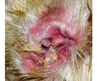 Bacteria and Yeasts in Dog's ear