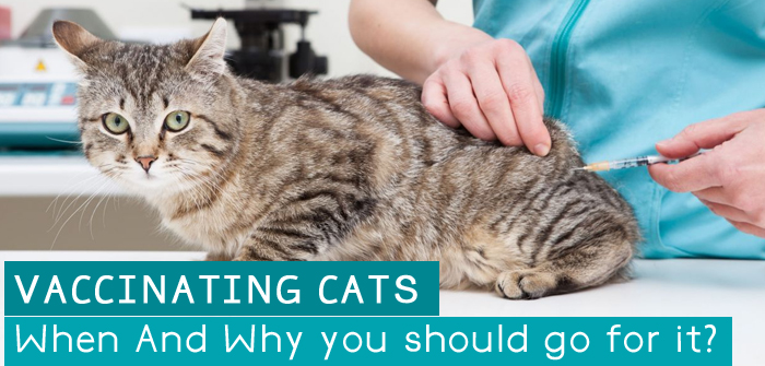 CARING FOR YOUR CAT - VACCINATION, DESEXING