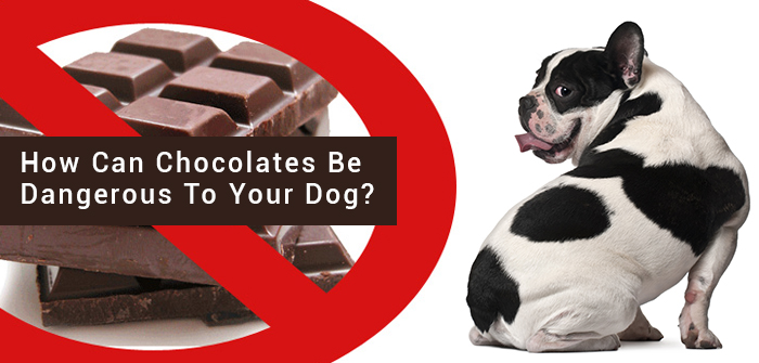 Chocolate Dangerous For Dogs