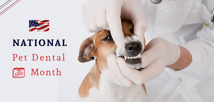 Importance of Veterinary Care for Pet Dental Health