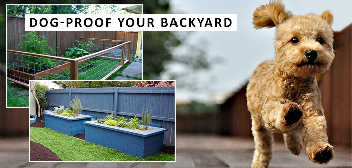 dog proof your backyard