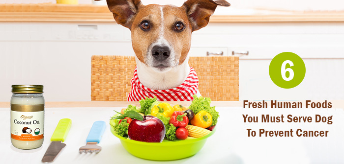 Foods You Must Serve Dog To Prevent Cancer