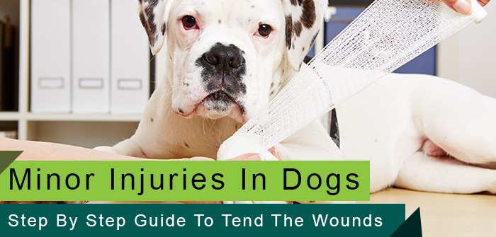 Minor Injuries In Dogs