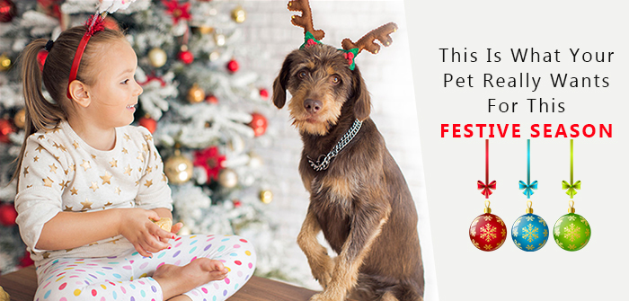 pet safety during holiday seasons