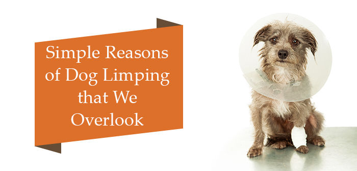 Reasons-For-Dog-Limping