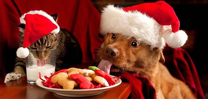 Pet Health Care On This Christmas