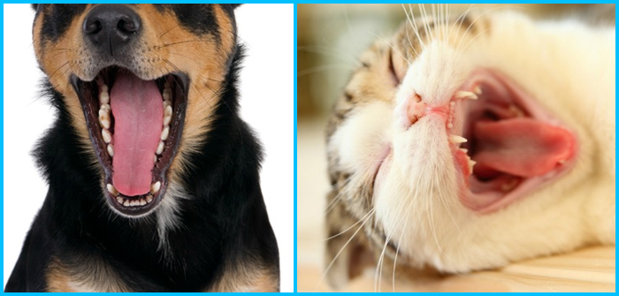 Everything You Need To Know About Oral Tumors in Pets