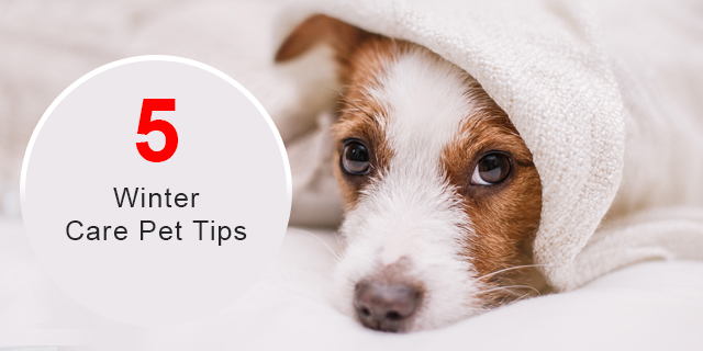 Protect Your Pet During Winter