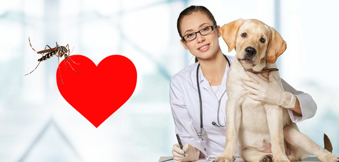 Myths And Facts Of Heartworm Disease in Dogs