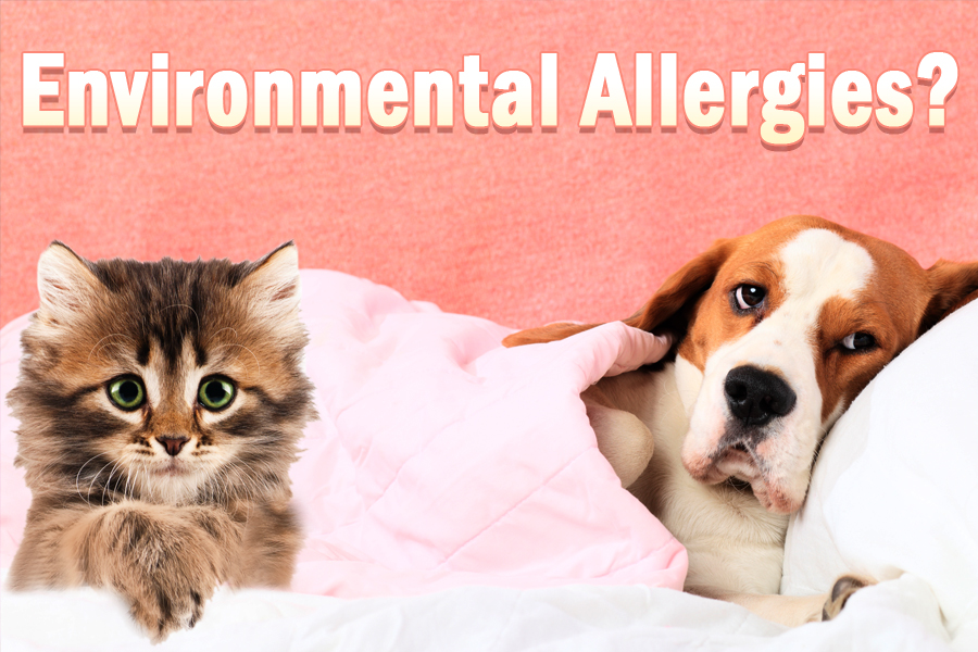 Environmental allergies in dogs