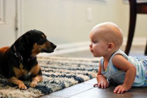 Baby Crawling with Dog