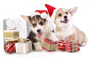 Dog Supplies For Christmas