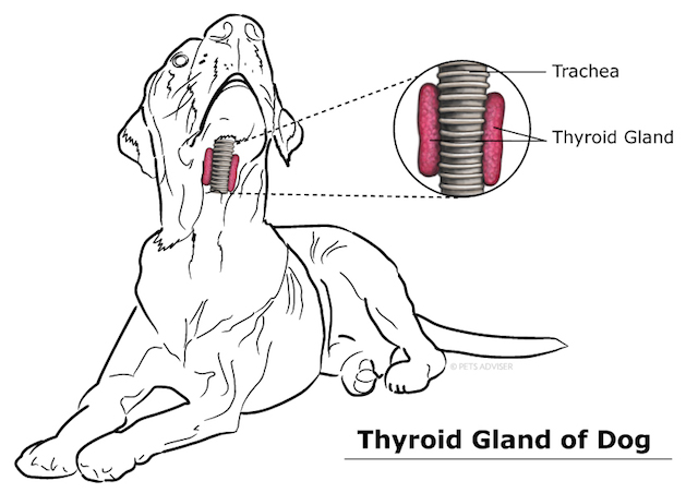 Dog Thyroid Gland Issues