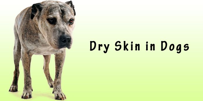 Dry Skin in Dogs