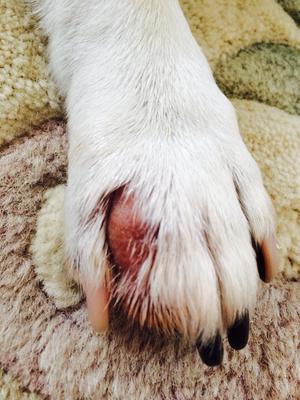 Lump In The Toes Of Dogs