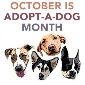 October Is Adopt A Shelter Dog Month