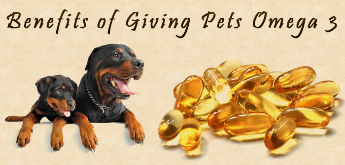 Benefits of Giving Pets Omega 3