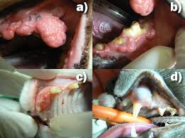 Oral Tumors in Dogs and Cats