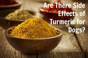 Turmeric for Dogs