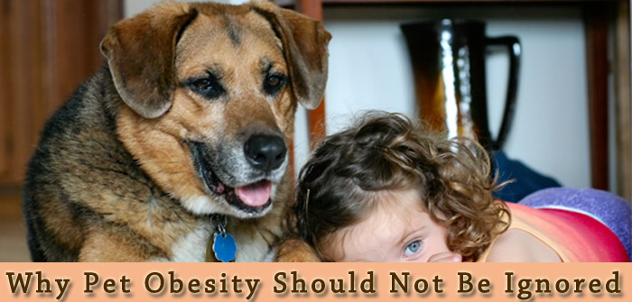 Why Pet Obesity Should Not Be Ignored
