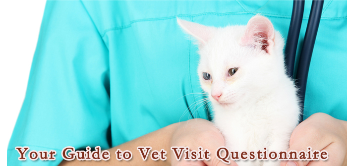 Your Guide to Vet Visit Questionnaire