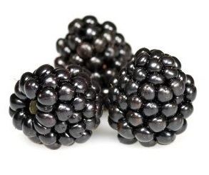 blackberries for dogs