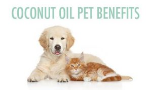 Coconut oil dogs cats pets benefits