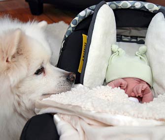 doggy sniffing new baby