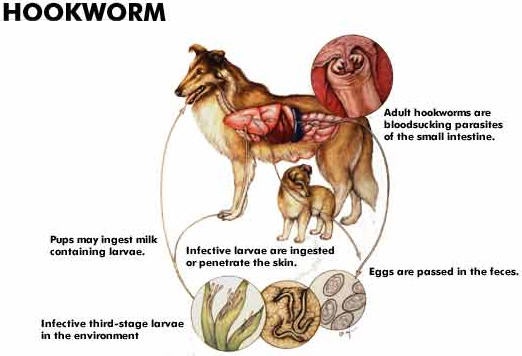 Hookworm In Dogs