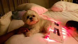 light therapy for pets