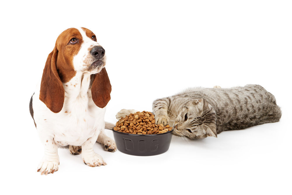 low calorie pet foods
