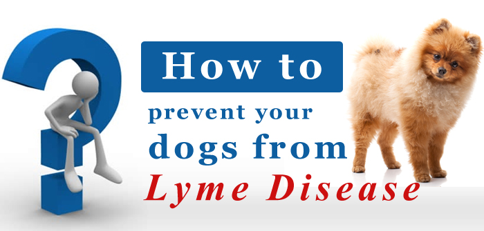 Lyme Disease Tips
