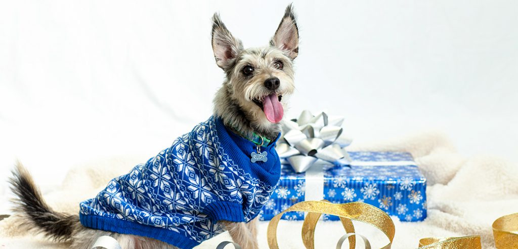 pet care holiday safety tips