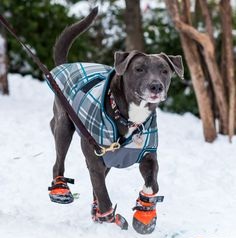 pet safety in cold weather