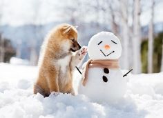 pet with Snowman