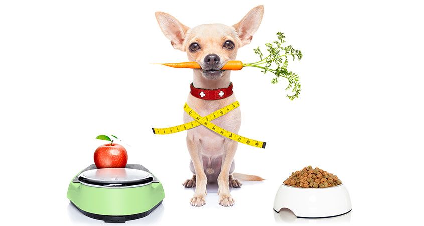 rotational feeding for pets