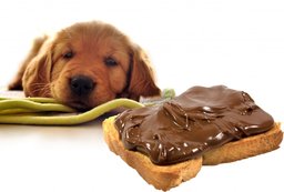 rsz_dog-has-eaten-the-chocolate