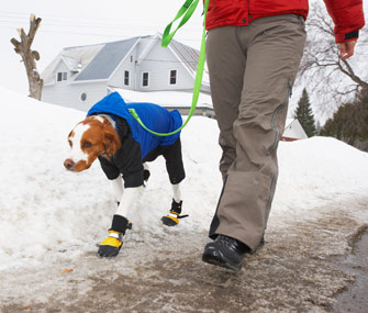 safety walking dog in the winter