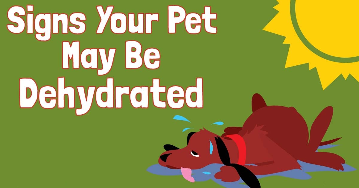 signs your pet may be dehydrated