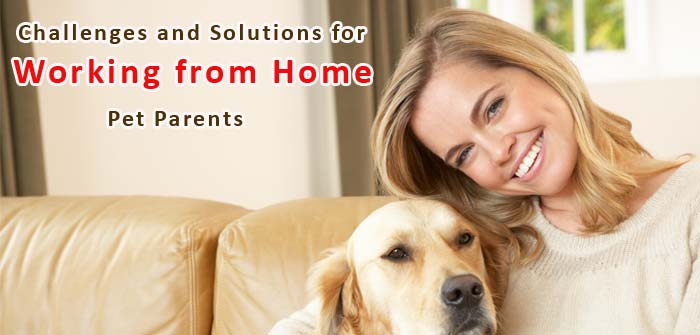 solutions-for-working-from-home-pet-parents