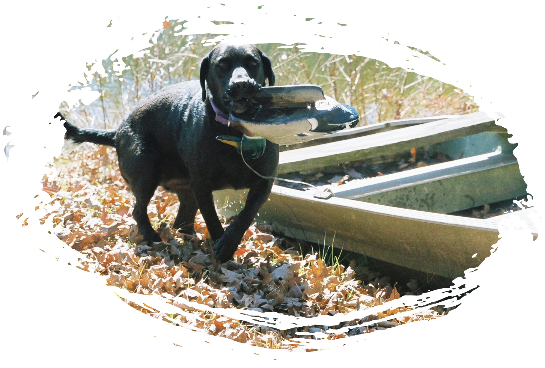 Lady, the Labrador Retriever Lady, the Labrador Retriever