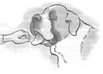 Capstar Dog Step Two