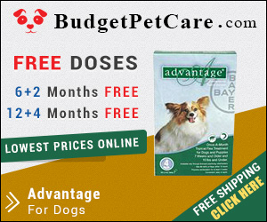 Advantage is a fast action flea treatment for dogs. Easy to apply, this topical solution kills almost 100% fleas within 12 hours. Order Advantage from budgetpetcare.com to get big discounts!