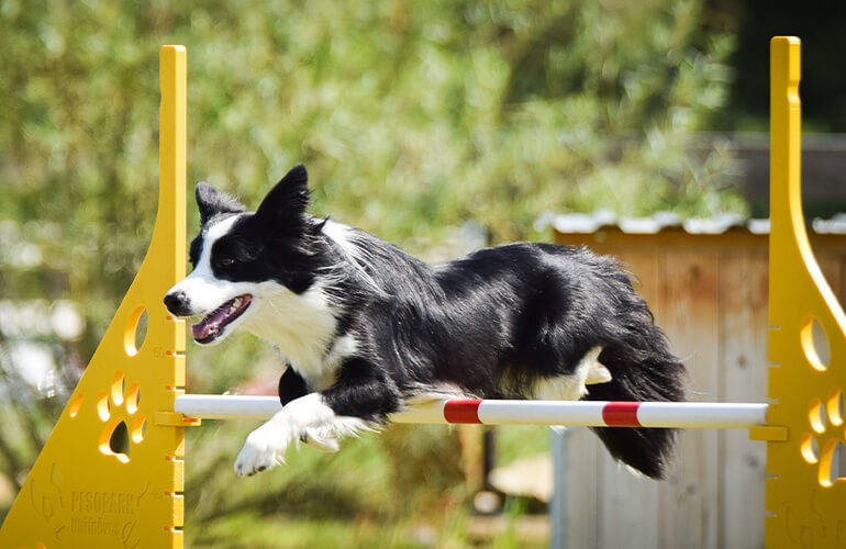 border collies one of the smartest dog breeds 
