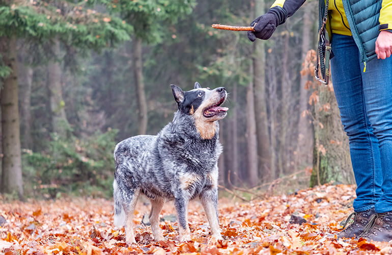 Australian Cattle Dog Breed