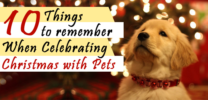 Celebrate Christmas with Pets