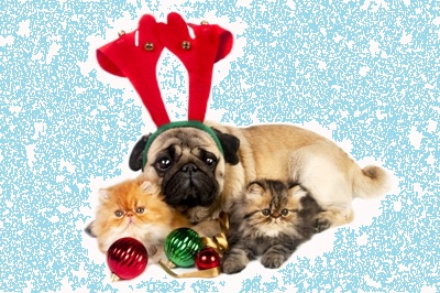 Celebrate-Christmas-with-Pets