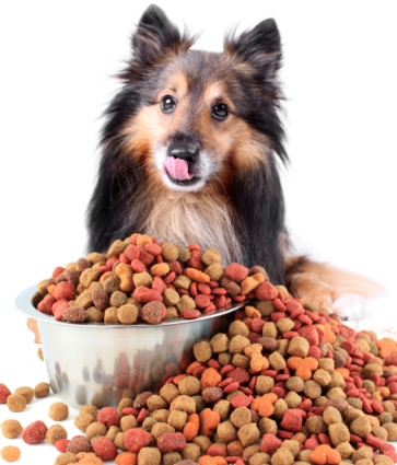 10 Foods You Should Avoid Feeding Your Dog